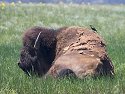 Bison, Wind Cave National Park, South Dakota, June 2008.