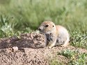 Baby prairie dog, Wind Cave National Park, South Dakota, June 2008.