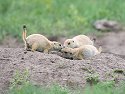 Prairie dogs being social, Wind Cave National Park, South Dakota, June 2008.