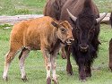 Bison mother and calf, Custer State Park, South Dakota, June 2008.