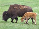 Bison mother and calf, Custer State Park, South Dakota, June 2008.