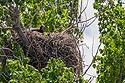 Golden eagle in nest near Quinn, South Dakota, June 2008.
