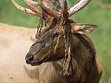 Elk shedding antler velvet, Simmons Wildlife Safari, Nebraska, August 2008.