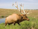 Elk, Simmons Wildlife Safari, Nebraska, August 2008.