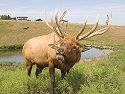 Elk, Simmons Wildlife Safari, Nebraska , August 2008.