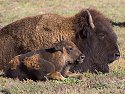 Bison, Custer State Park, SD, September 2008.