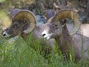 Rocky Mountain Bighorns, Custer State Park, SD, September 2008.