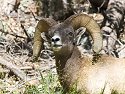 Rocky Mountain Bighorn, Custer State Park, SD, September 2008.