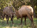 Elk sparring, Simmons Wildlife Safari, Nebraska, September 2008.