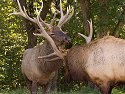 Elk sparring, Simmons Wildlife Safari, Nebraska, September 2008.