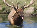 Elk being rude, Simmons Wildlife Safari, Nebraska, September 2008.