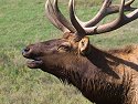 Elk bugling, Simmons Wildlife Safari, Nebraska, September 2008.