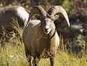 Rocky Mountain Bighorns, Custer State Park, SD, October 2008.