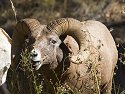 Rocky Mountain Bighorn, Custer State Park, SD, October 2008.