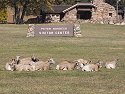 Rocky Mountain Bighorn ewes on the lawn of Norbeck Visitor Center, Custer State Park, SD, October 2008.