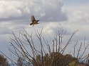 Meadowlark takes flight, Colorado, October 2008.