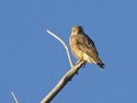 Some sort of small raptor, perhaps a falcon, Bosque del Apache NWR, NM, October 2008.