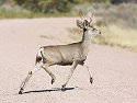 One of a group of four mule deer bucks, Bosque del Apache NWR, NM, October 2008.