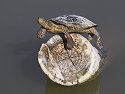 Turtle on a precarious perch, Bosque del Apache NWR, NM, October 2008.