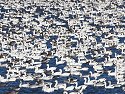 Snow geese, Squaw Creek NWR, MO.