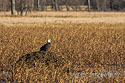 Bald eagle on a muskrat hut, Squaw Creek NWR, MO, November 2008.