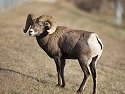 Rocky Mountain Bighorn, Cleghorn State Fish Hatchery, SD, December 2008.