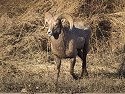 Rocky Mountain Bighorn, Cleghorn State Fish Hatchery, SD, December 2008.