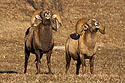 Rocky Mountain Bighorns rams showing mating behaviour, Cleghorn State Fish Hatchery, SD, December 2008.