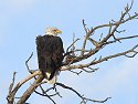 Bald eagle, Custer State Park, SD, December 2008.