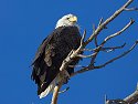 Bald eagle, Custer State Park, SD, December 2008.
