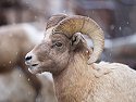 Rocky Mountain Bighorn, Custer State Park, SD, December 2008.