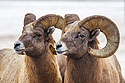 Rocky Mountain Bighorns, Custer State Park, SD.