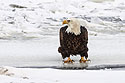 Bald eagle on the frozen Mississippi River.