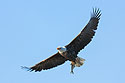 Bald eagle, Mississippi River.