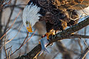 Bald eagle, Mississippi River.
