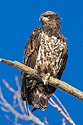 Juvenile bald eagle, Ft. Randall dam.