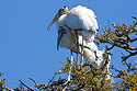 Nesting wood storks, St. Augustine, Florida.