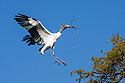 Wood stork with some nesting material St. Augustine, Florida.