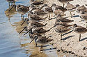 Shorebirds at "Ding" Darling NWR, Sanibel Island, Florida.