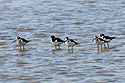 The birders at "Ding" Darling NWR freaked out when these Black-Necked Stilts showed up.  Apparently they are infrequent visitors to this area.  Sanibel Island, Florida.