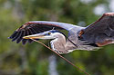 Blue Heron collecting sticks, Venice, Florida.
