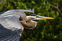 Blue Heron, Venice, Florida.