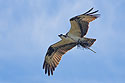 Osprey with material for patching nest after recent windstorms, Honeymoon Island State Park, Florida.