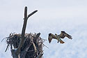 Osprey coming in for a landing, Honeymoon Island State Park, Florida.