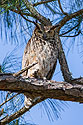 Great Horned Owl, Honeymoon Island State Park, Florida.