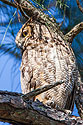 Great Horned Owl, Honeymoon Island State Park, Florida.