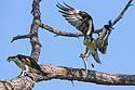 Osprey takes fish elsewhere, first in sequence, Honeymoon Island State Park, Florida.