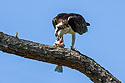 Osprey having chow, Honeymoon Island State Park, Florida.