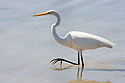 Egret looking for fish, Honeymoon Island State Park, Florida.