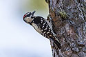 Woodpecker, Honeymoon Island State Park.